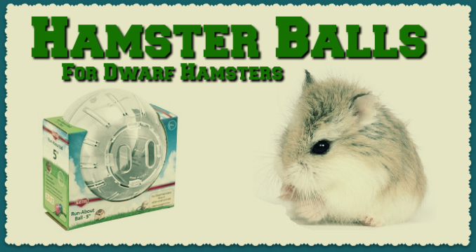 Dwarf Hamster Balls - DwarfHamsterHome.com